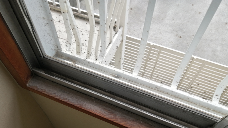 カビが発生した窓